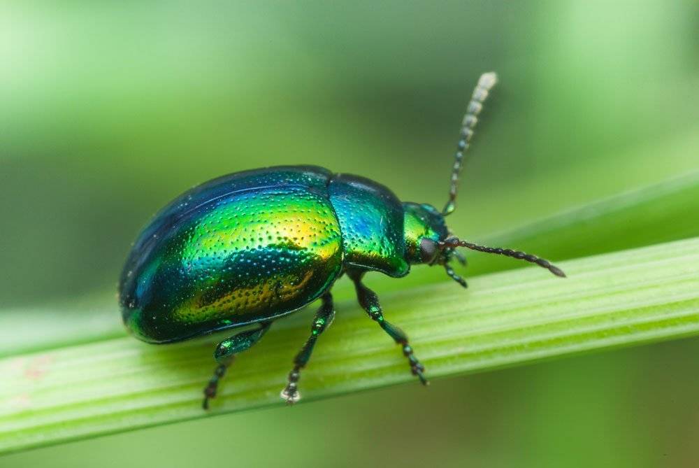 Lektorky z ekocentra IRIS nás seznámí se životem hmyzu.