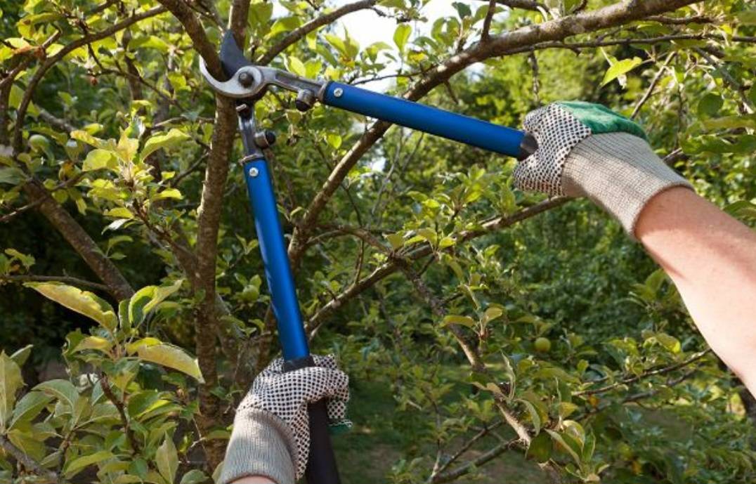Pokud ze stromů na vašem pozemku zasahují větve nad chodníky, komunikace nebo jiná veřejná místa, je vaší povinností tyto větve ořezat.