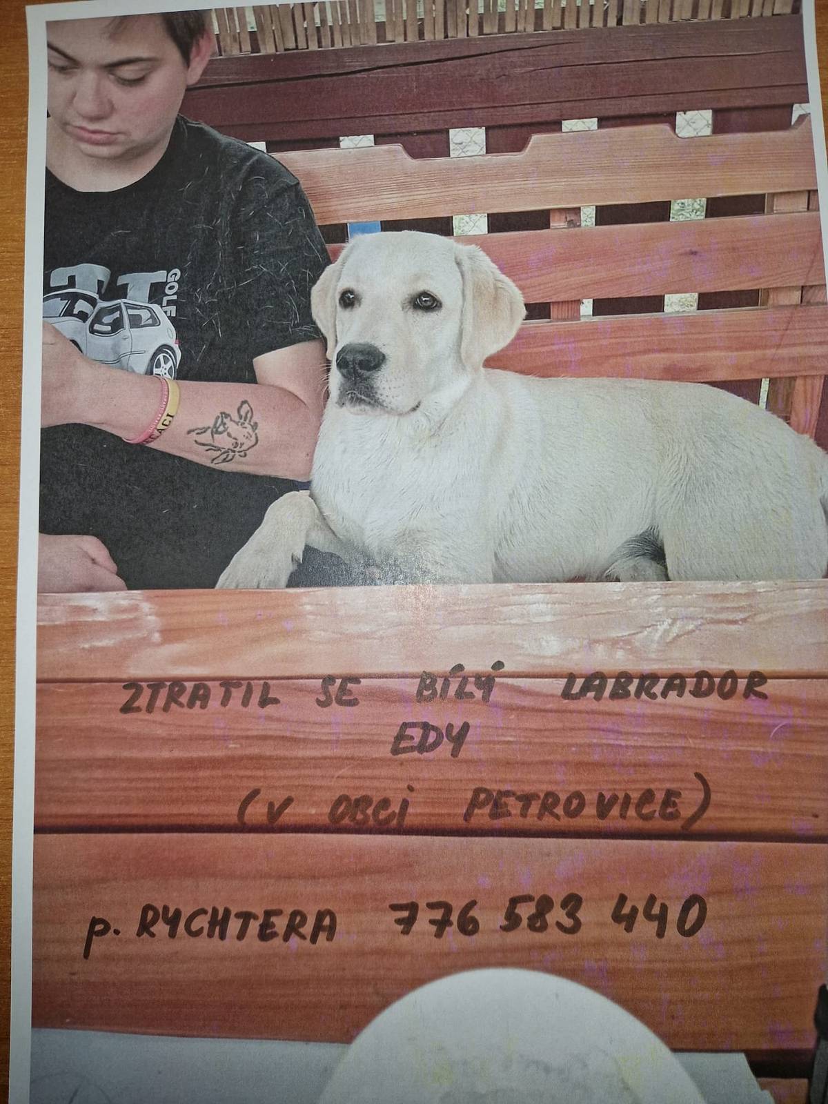POZOR: v obci Petrovice se ztratil bílý labrador Edy. ☎️ 776 583 440