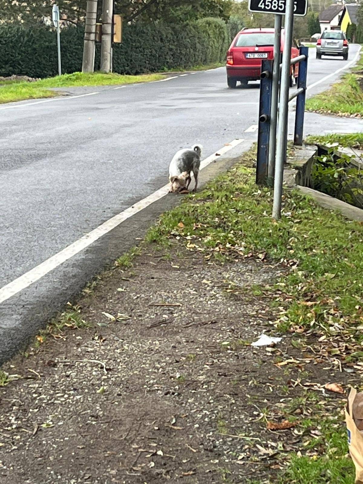 U zastávky Pod Velehradem právě teď běhá pejsek. Nechybí někomu?