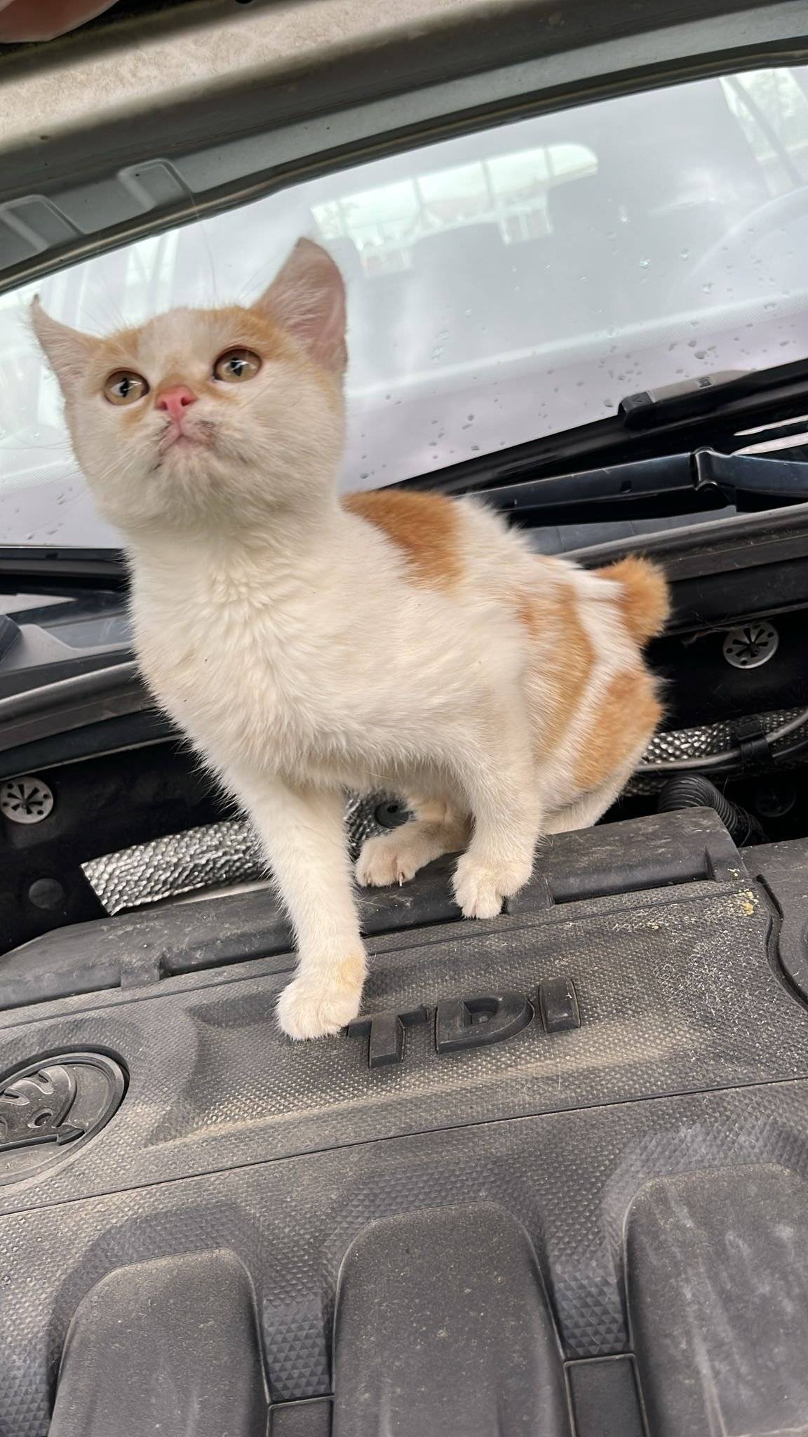 Vážení spoluobčané, našlo se kotě. Pokud jej poznáváte na fotce, prosím kontaktujte obecní úřad. Děkuji za spolupráci Zuzana Hůlová starostka