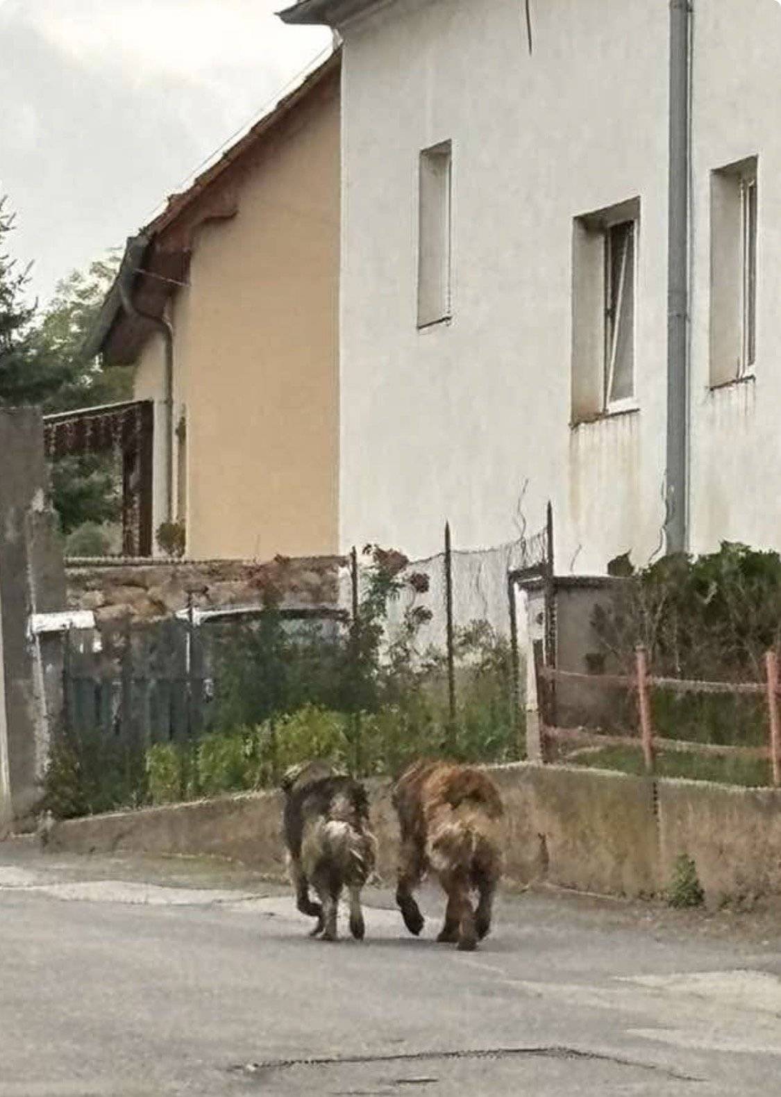 Opět v Beřovicich pobíhají psi. Prosíme majitele o jejich zabezpečení.