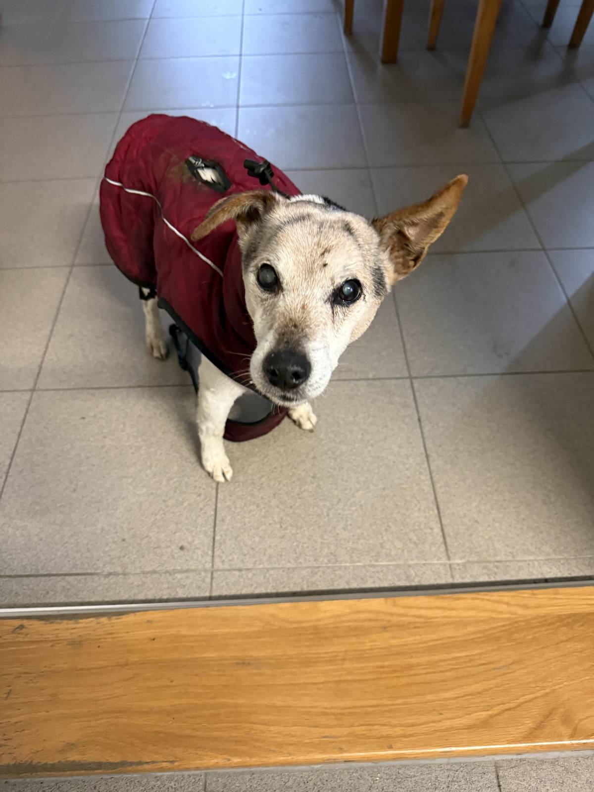 V obci Želízy byl nalezen pes. Prosíme majitele, aby kontaktoval OÚ, tel.315 697 223. Děkujeme.