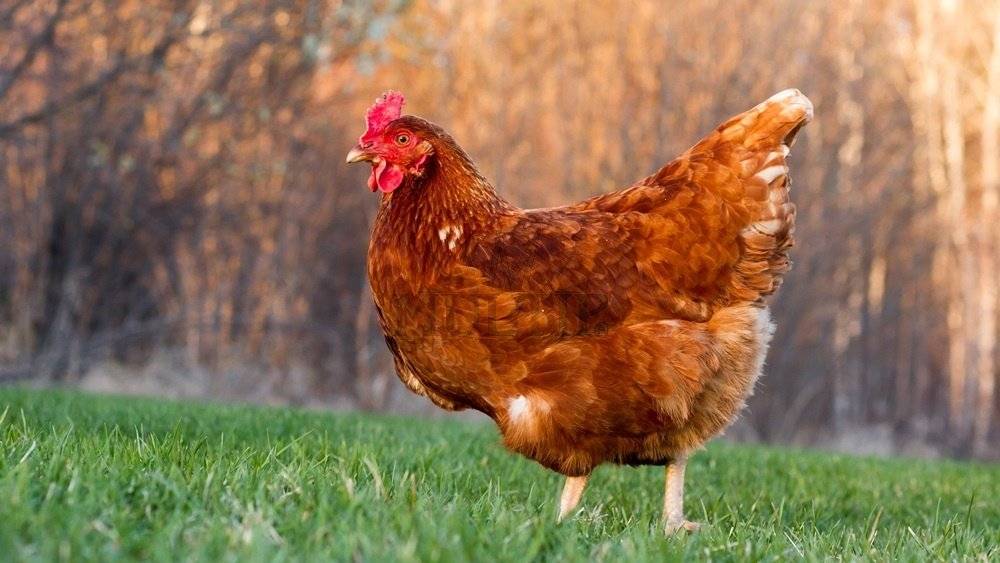 Paní Bromová bude prodávat kuřice za 265 - 275 Kč / kus dle stáří kuřic. Prodej se uskuteční v neděli 12.10. u obchodu v 8:30 hod..