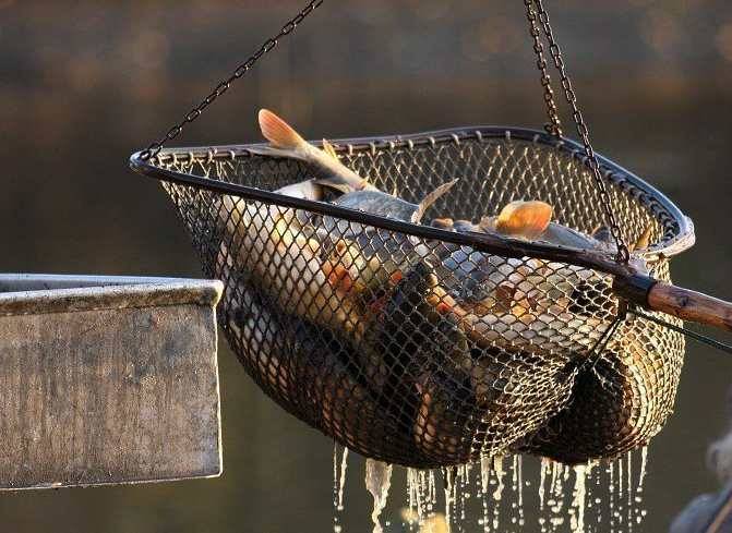 Obec Příbraz srdečně zve všechny malé i velké na Výlov návesního rybníka Maxák, který se uskuteční v sobotu 1.11.2025 od 10.00hod. na hrázi u rybníka. Přijďte si užít příjemný den plný rybářské atmosféry! Čeká vás bohaté občerstvení, rybářské speciality, buřty, domácí buchty a samozřejmě bude připraveno i posezení. Přijďte se pobavit, ochutnat dobroty a strávit hezké chvíle s přáteli a sousedy.