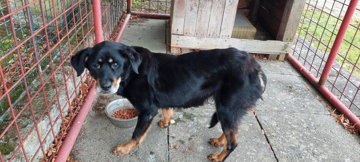 Případný majitel se může hlásit na tel. čísle 724 180 242