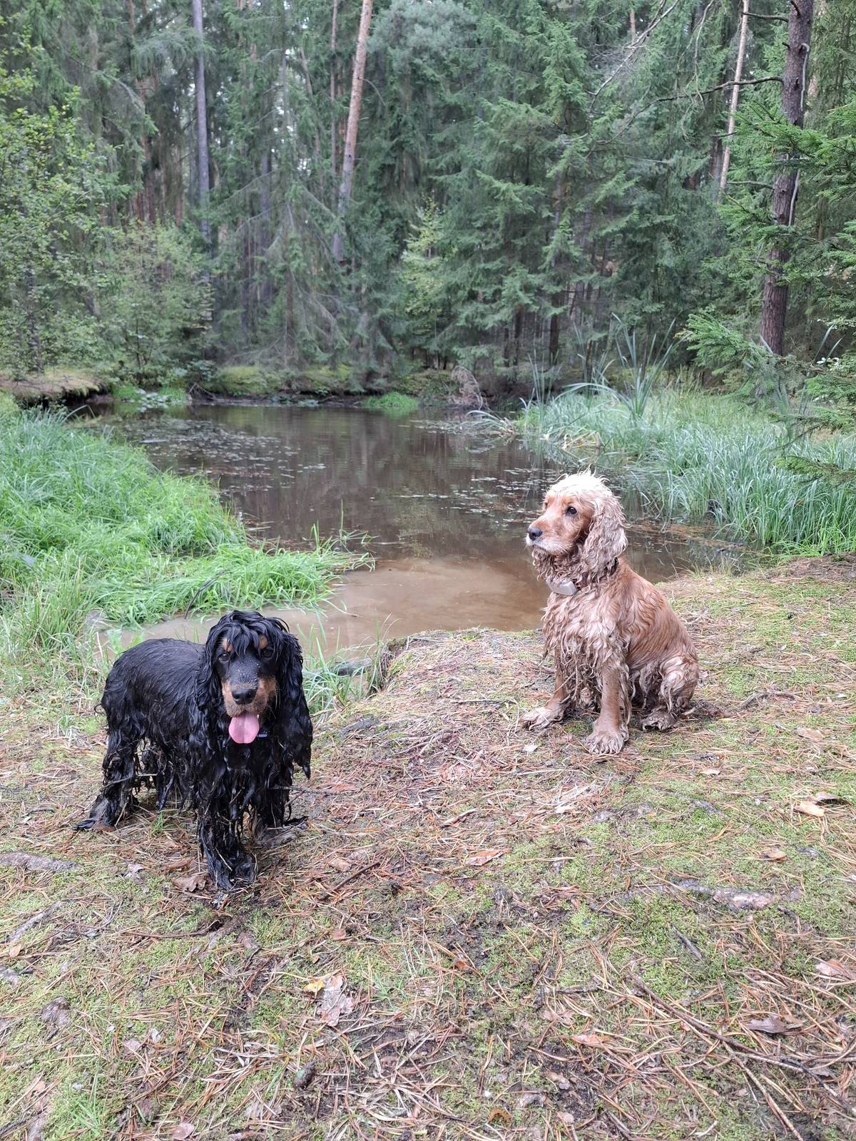 Krásný den milí Nevřeňáci,  právě začínáme připravovat nevřeňský kalendář na rok 2026, který bude tentokrát sestaven z fotek vašich domácích mazlíčků! Děkujeme všem, kteří fotky svých zvířecích mazlíků už poslali. Sešla se nám spousta opravdu krásných záběrů. A pokud jste ještě neposlali, ale máte nebo vyfotíte nějakou pěknou, zajímavou nebo i vtipnou fotku z domácího prostředí nebo z procházek obcí, můžete ještě posílat do doby, než kalendář zaplníme. A to bude asi brzy, proto posílejte co nejdříve, nejpozději do konce příštího týdne. Až budeme mít fotky do kalendáře vybrané, oslovíme vás s dotazem na text pod fotografii (jméno mazlíka, rasa, ctnosti a neřesti nebo něco hezkého o něm).