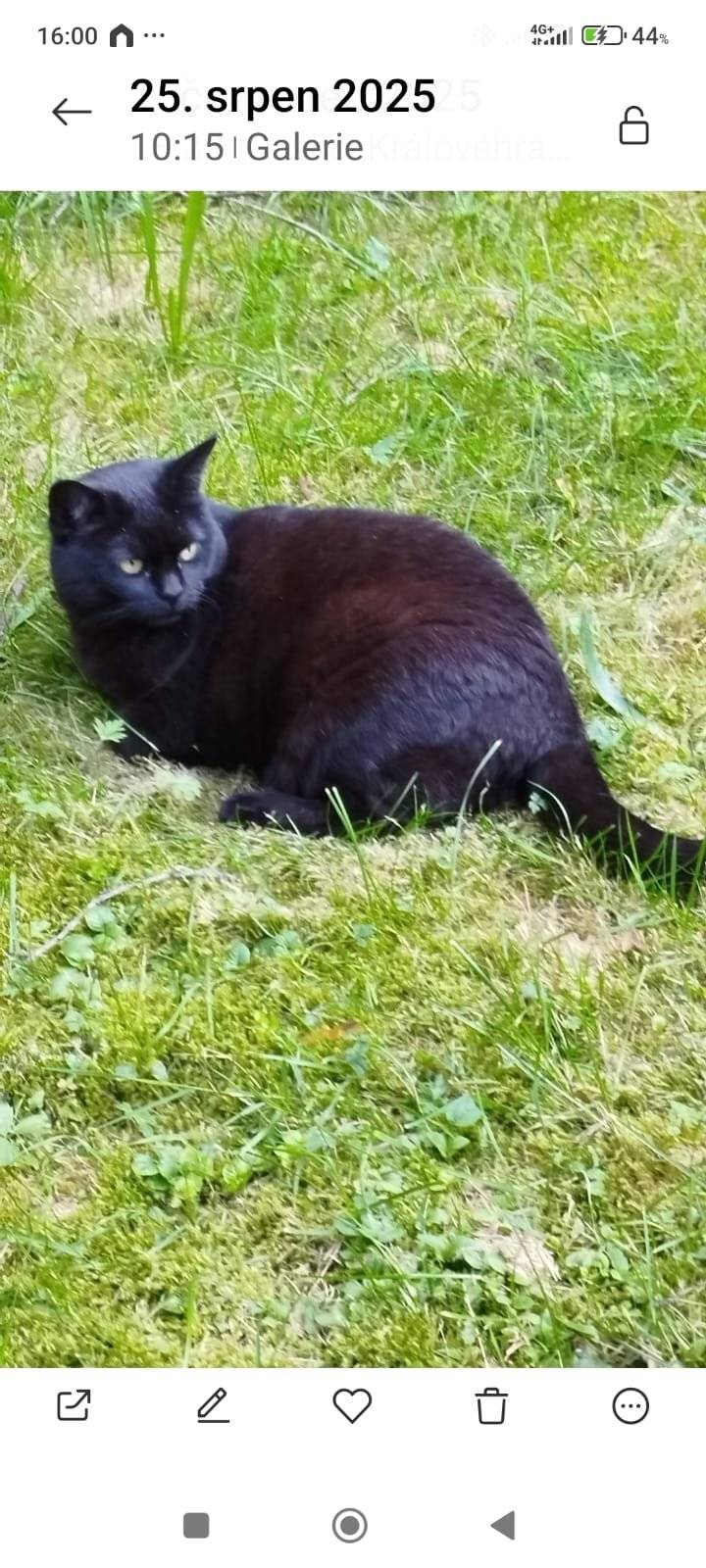 V Podůlší se ztratila kočka viz foto v příloze. Jmenuje se Kuky, je jí 9 let, nemá horní špičák, je sterilizovaná.  V případě, že byste věděli, kde se pohybuje, prosím volejte tel. číslo 607 962 015