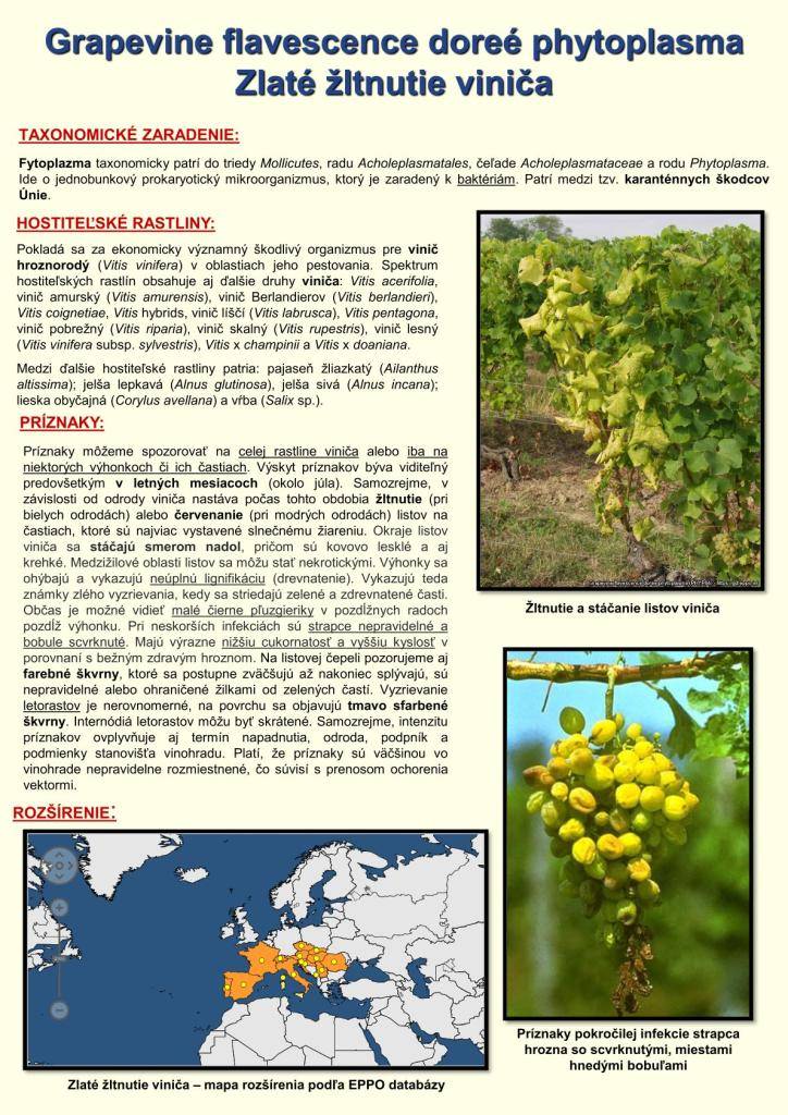 Vážení vinohradníci a záhradkári,  upozorňujeme Vás na výskyt nebezpečného karanténneho ochorenia viniča – Zlaté žltnutie viniča (Grapevine Flavescence dorée).