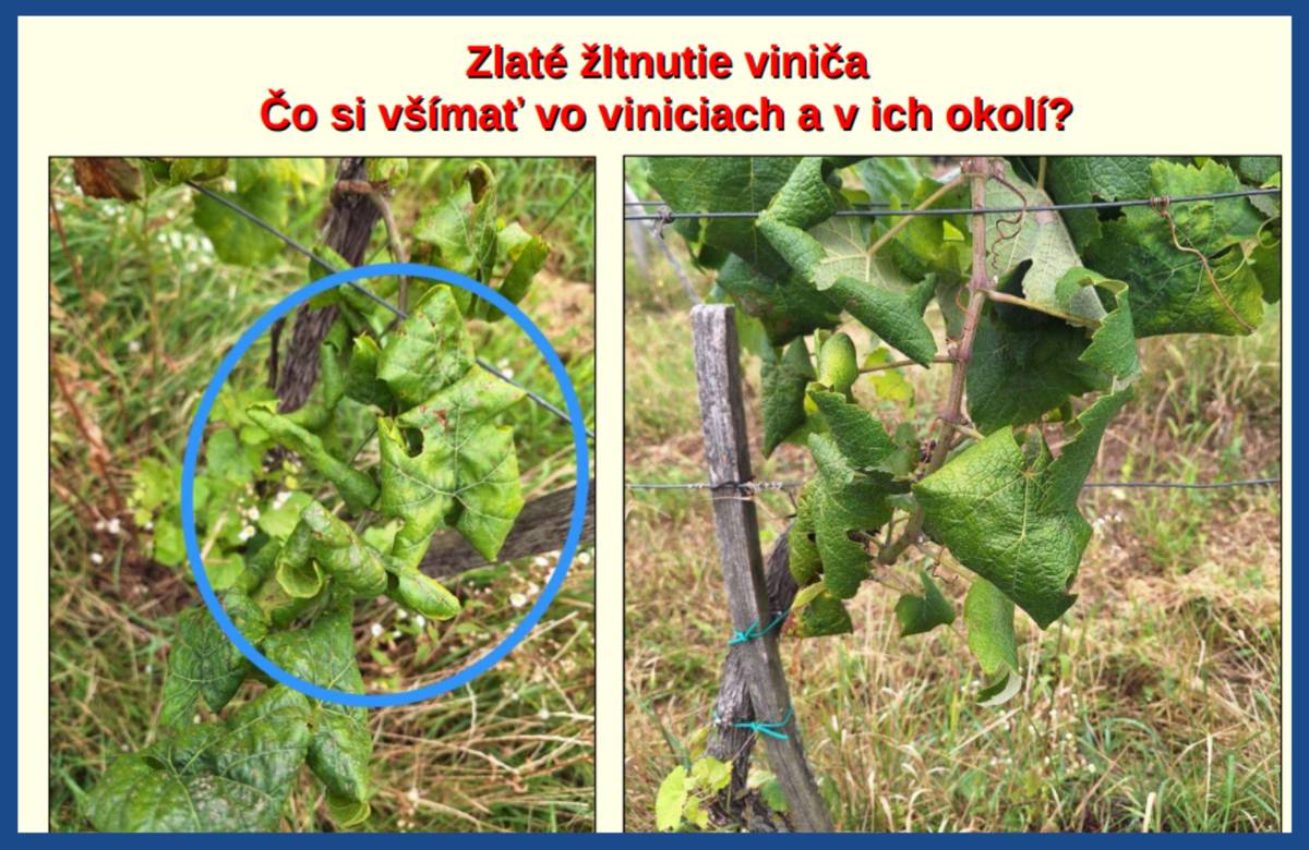 Vzhľadom na rýchly nárast viditeľných príznakov karanténnej choroby viniča s názvom zlaté žltnutie viniča, Ústredný kontrolný a skúšobný ústav poľnohospodársky v Bratislave aktualizuje naliehavé upozornenie na zamedzenie šírenia tejto choroby.