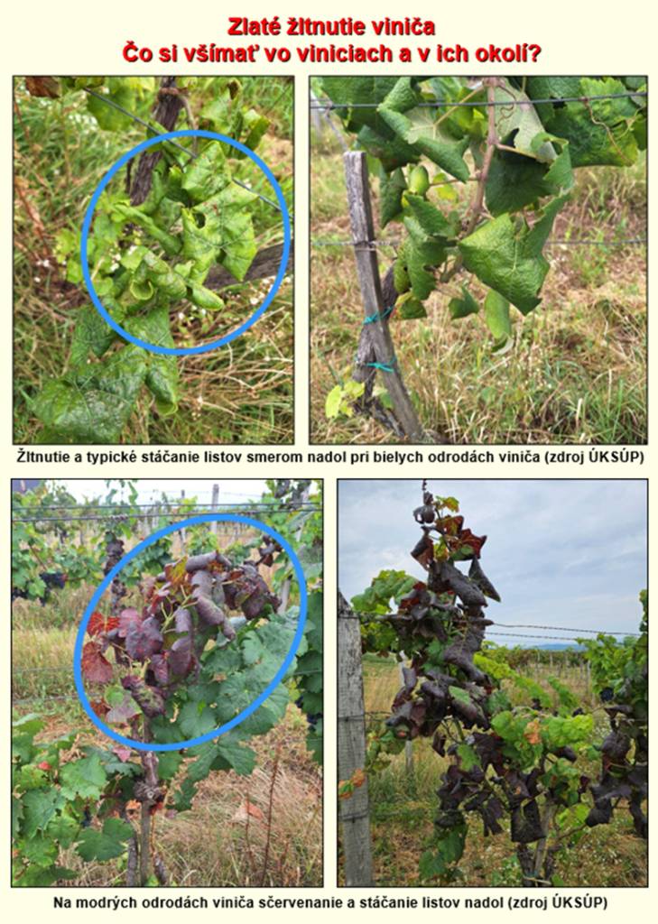 "Grapevine flavescence doreé phytoplasma" - "zlaté žltnutie viniča"