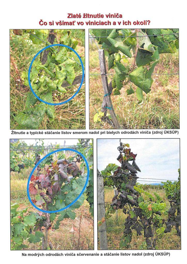 ZLATÉ ŽLTNUTIE VINIČA