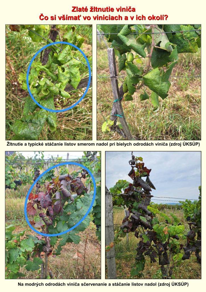 Opatrenia na ochranu pred zlatým žltnutím viniča