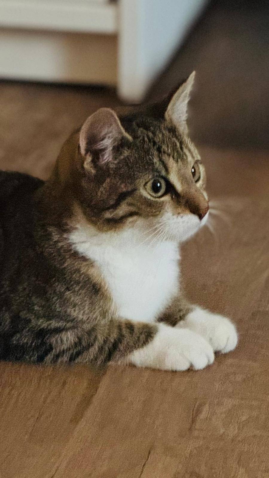 Včera se v Rohatcích v ulici Na Kopečku ztratilo půlroční kotě (mourovaté s bílou náprsenkou). Pokud jste ho viděli/přišlo k Vám, volejte prosím na tel. číslo 602694940. Děkujeme!