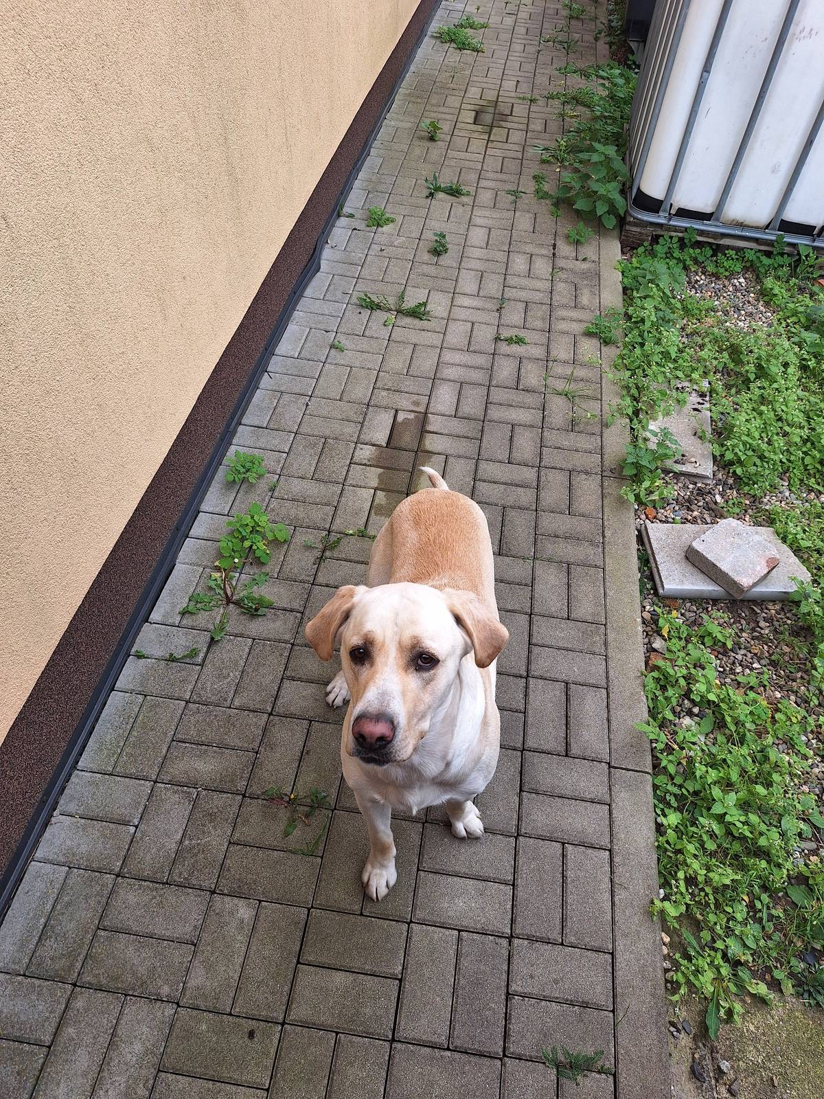 Dnes 15.10.2025 byl nalezen pes. V případě, že se Vám ztratil, nebo ho poznáváte volejte prosím na obecní úřad 416 845 093