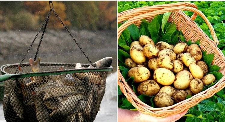 Hospodářské obchodní družstvo Dolní Heřmanice oznamuje: 🐟 V sobotu 18.10. se koná výlov rybníka Nová Podniva. Na hrázi rybníka bude prodej kaprů 9:00-10:30hod. Cena 85 Kč/kg, 🥔 Prodej brambor na byl zahájen.