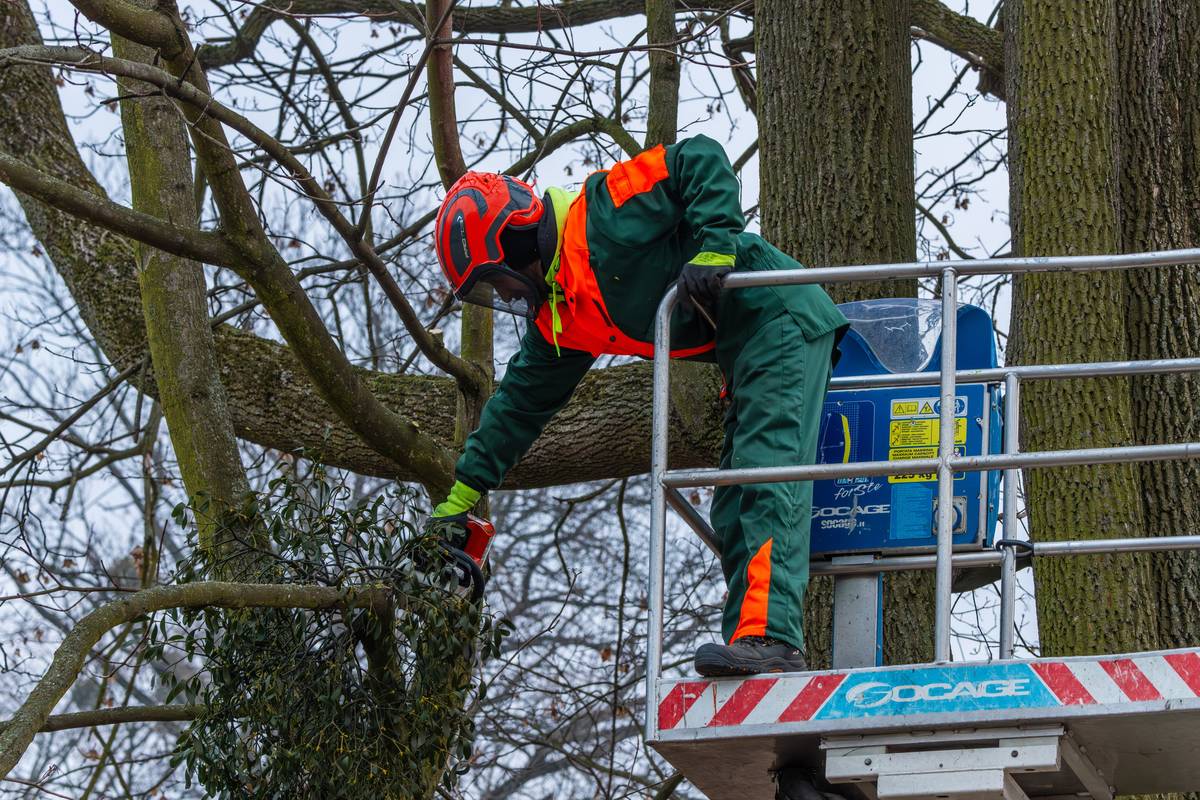 Podzim je pro Karvinou obdobím, kdy se naplno pečuje o městskou zeleň. 🍂 V době vegetačního klidu probíhá kácení nemocných stromů, ořezy dřevin i příprava míst pro nové výsadby. Cílem je udržet město bezpečné, upravené a zelené – nejen na pohled, ale i pro zdravější prostředí. 🌿 „Karviná je město, které si na zeleni dlouhodobě zakládá. Nejde nám jen o to, aby veřejná prostranství vypadala hezky, ale především o lepší a kvalitnější životní prostředí,“ říká primátor Jan Wolf (SOCDEM). 🌱 Kácí se jen ty stromy, které už není možné zachránit, a odstraňuje se i parazitické jmelí. Pracovníci Technických služeb zároveň pravidelně kontrolují keře a živé ploty, které mohou zasahovat do chodníků nebo ohrožovat bezpečnost. „Zeleně je ve městě opravdu hodně a je potřeba ji pravidelně sledovat. Naše práce nekončí u kácení nebo ořezů – stejně důležité je plánování dalšího rozvoje,“ doplňuje správkyně zeleně Kateřina Szturcová. Letos navíc město chystá revitalizaci prostoru podél autobusového nádraží ve Fryštátě a úpravu toku v lesoparku Dubina, včetně nových výsadeb.