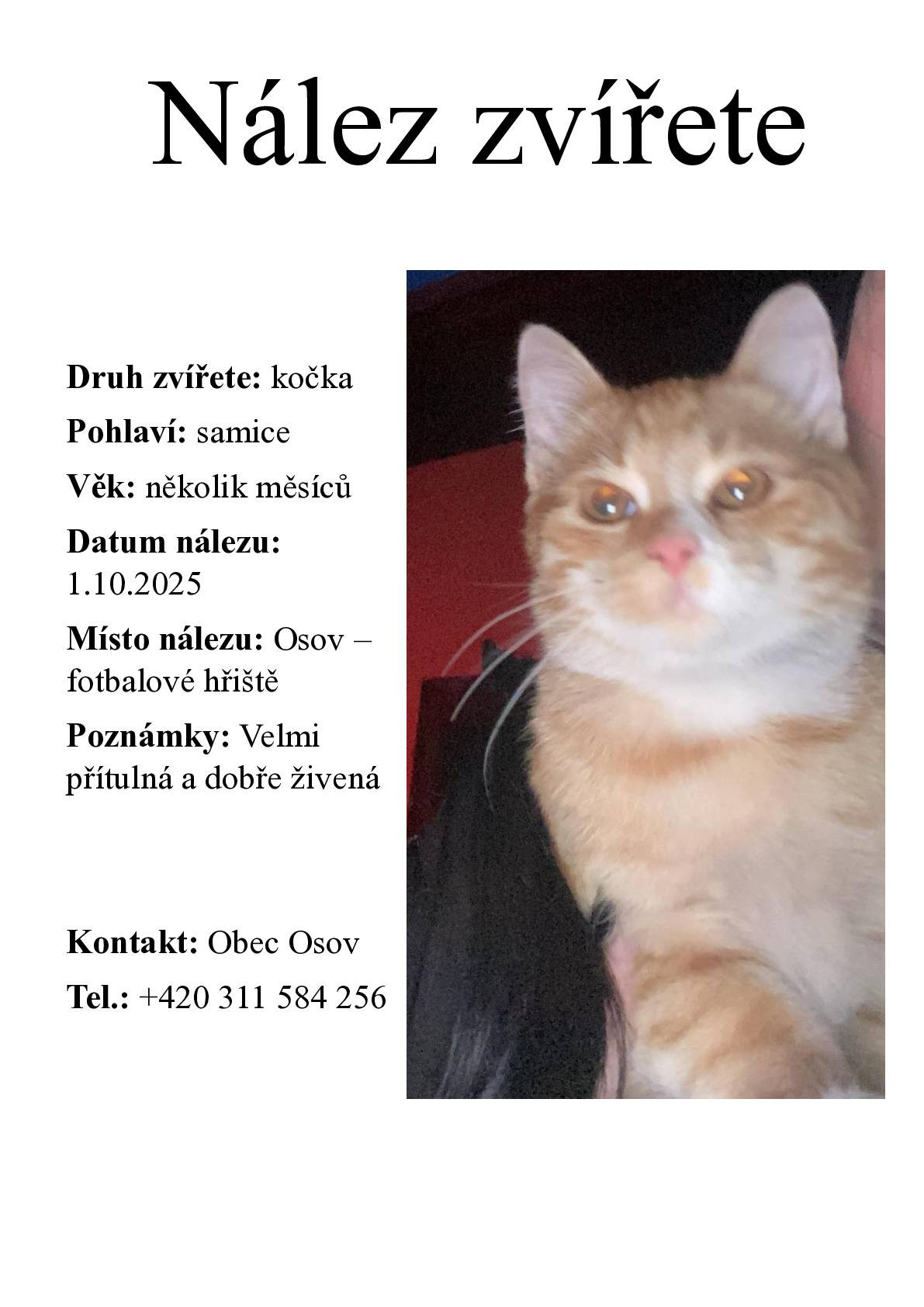 Bala nalezena krásná rezavá kočička. Nnenašel by se někdo, kod by o ni měl zájem?