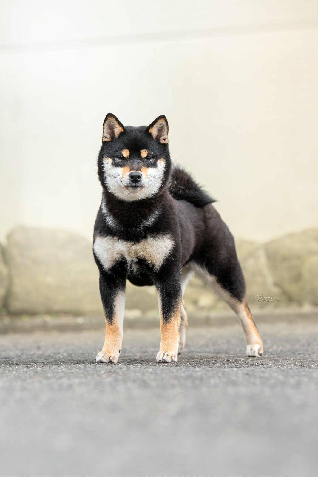 Ztratila se fena plemene shiba barvy černé s pálením, slyšící na jméno Bibi. Váha do 10 kg. Pokud fenu uvidíte, nebo odchytnete kontaktujte ihned OU Lubník. Děkujeme za spolupráci. Kontakt: 724 189 791