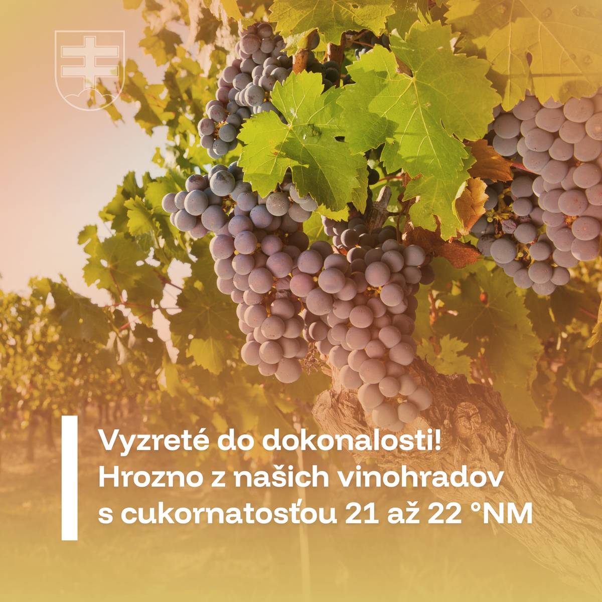 Milí priaznivci vína, Správa mestského majetku ponúka na predaj špičkové hrozno z mestských vinohradov v lokalite Novosady horné a dolné. Tohtoročný zber prináša výnimočnú kvalitu s cukornatosťou až 21–22 °NM! V ponuke sú odrody – Dunaj, Veltlínske zelené, Váh a Svätovavrinecké. Cena samozberu je 0,60 € s DPH / kg – minimálny odber 100 kg. Termín zberu je potrebné si dohodnúť telefonicky. 0917932370 / 0346648336 technik@smmskalica.sk / smm@smmskalica.sk