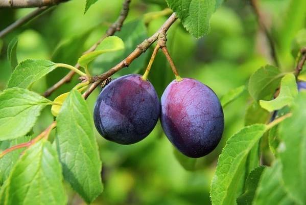 Firma Ludes z Třebíče vás zve na prodej ovocných stromků a drobného ovoce, který se uskuteční ve čtvrtek 16. října 2025 mezi 9:15 a 9:30 hodinou u autobusové zastávky.