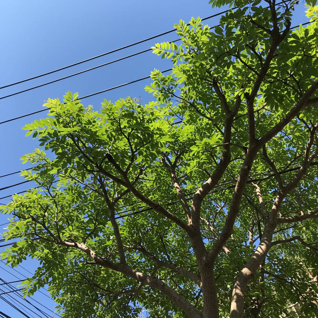 ČEZ Distribuce, a. s., upozorňuje vlastníky a uživatele pozemků, přes které vede nadzemní elektrické vedení, na povinnost provést odstranění a okleštění stromoví a jiných porostů.