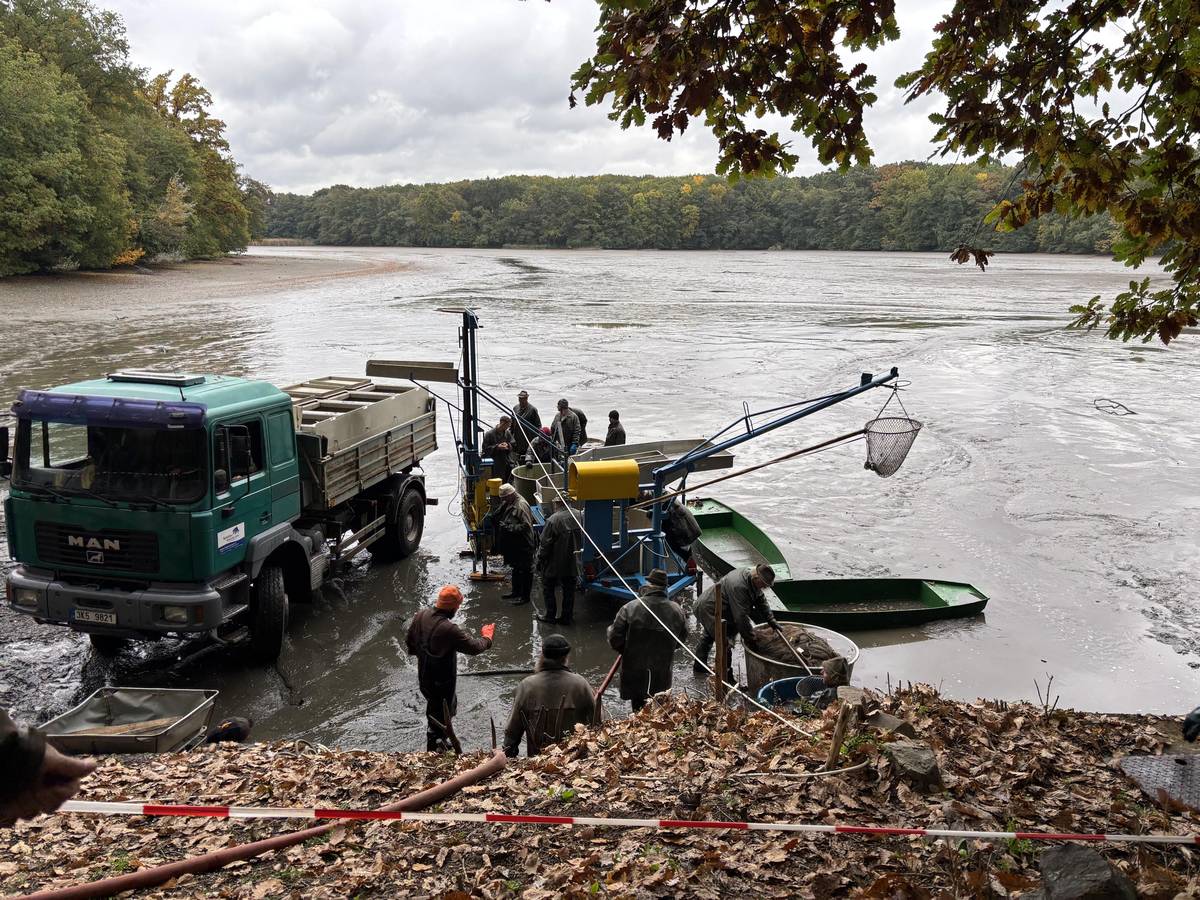 Dnes proběhl plánovaný výlov na rybníku Kala. Současně byly odstraněny pásky a cedule se zákazem vstupu, a lokalita je tak opět zcela přístupná veřejnosti.   V uplynulých dnech proběhl řízený odtok a vyvápnění okrajových částí rybníka, které má podpořit mineralizaci látek. Jak jsme již informovali 6. 10., vodoprávní úřad v Černošicích ve spolupráci s Povodím Vltavy zajistil další odběry vzorků z přítoku a odtoku rybniční soustavy – k tomuto odběru dnes podle informací od rybářů došlo.   Chápeme, že situace kolem rybníků vyvolává mezi občany otázky i obavy. Město otevřeně sdílí všechny informace, které k publikaci obdrží. Je však třeba připomenout, že hlavní kompetenci k šetření i k poskytování informací má vodoprávní úřad, ve spolupráci s vlastníkem rybníků a dalšími orgány.   Ujišťujeme vás, že město postupuje v rámci svých pravomocí a je v kontaktu s odpovědnými institucemi. O výsledcích a dalším postupu bude jednáno na zasedání zastupitelstva dne 22. 10.   Děkujeme za pochopení.