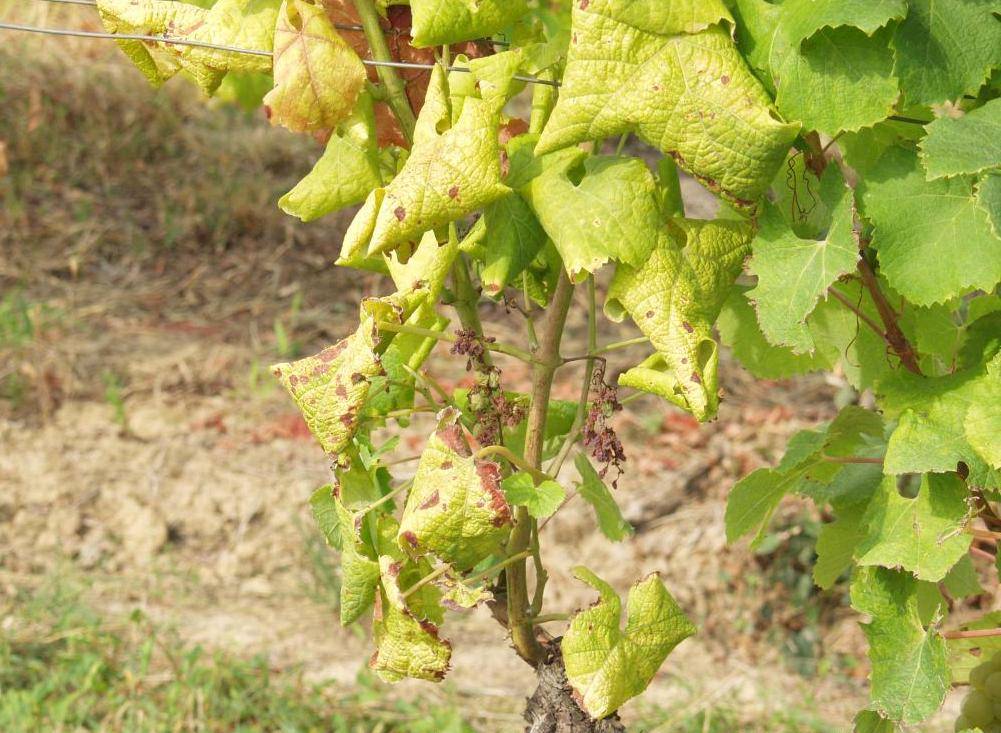 Vzhľadom na rýchly nárast viditeľných príznakov karanténnej choroby viniča s názvom zlaté žltnutia viniča