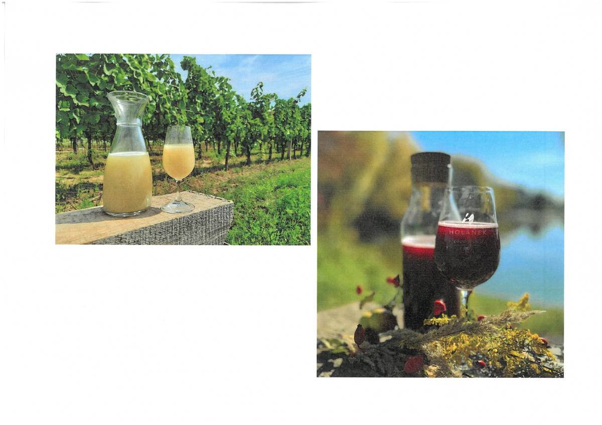 Vinařství Holánek přijede v so 18.10.2025 před prodejnou COOP od 15:55 do 16:15 hod.-BURČÁK bílý, červený