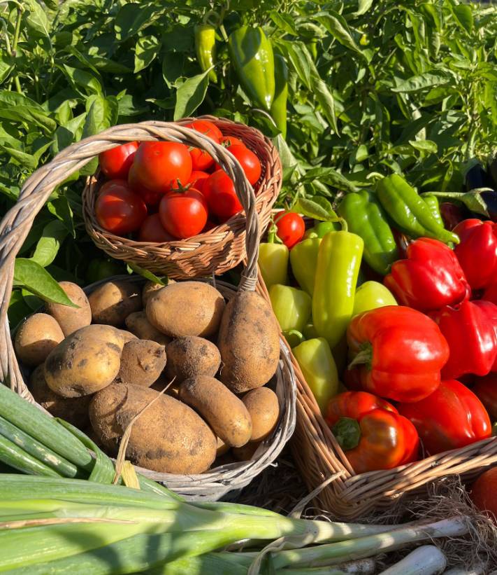 Brambory na uskladnění - 10 Kč /kg Česnek na uskladnění - 20 Kč /palička Švestky, rajčata, papriky - 39 Kč /kg Krouhané zelí - 20 Kč / kg p. Dvořák, tel: 722 674 251