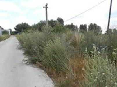 Všetko, čo potrebujete vedieť.. Nie vždy sú susedské vzťahy také ideálne ako by ste si želali. Najmä, ak sa váš sused nestará o svoj pozemok poriadne. Nekosí ho, rastie mu na ňom burina, ktorej semená nalietavajú do vašej záhrady a vy sa buriny neviete zbaviť. Môžete ho zo začiatku požiadať, aby zanedbanú záhradu pokosil. On tomu nemusí byť vždy naklonený. Možno pracuje v zahraničí, je starý a chorý alebo iba lenivý. Vám však už dochádza empatia a trpezlivosť so susedom a jeho výhovorkami. Kosenie trávy je problém, ktorý chcete čím skôr vyriešiť. Prečítajte si, ako na suseda.   Sused nechce pokosiť pozemok. Čo môžem urobiť?   1/ Jedným z riešení je vlastnoručne pokosiť susedovi pozemok. S týmto prístupom sa stretávame relatívne často. Na kosenie však nemusíte mať ani čas ani chuť a ani vybavenie. Ušetrite si nervy a objednajte susedovi kosenie trávy, alebo mulčovanie buriny. Cena kosenia sa odvíja od veľkosti pozemku, výšky a typu porastu. Získajú obe strany. Odmenou vám bude váš pokoj na duši. Sused získa upravený pozemok. Preukážte dobrú vôľu, pestujte susedské vzťahy a náklady si rozdeľte. Možno sa váš sused poteší vašej iniciatíve a za kosenie rád zaplatí. 2/ Obrátiť sa na príslušný mestský úrad, alebo okresný úrad – pozemkový a lesný odbor. Susedovi hrozí vysoká pokuta za nepokosený pozemok. Podľa § 3 ods. 1 písm. b) zákona č. 220/2004 Z. z. je vlastník, nájomca, alebo správca poľnohospodárskej pôdy je zo zákona povinný predchádzať výskytu a šíreniu burín na neobrábaných pozemkoch. Podľa § 2 tohoto zákona sa poľnohospodárskou pôdou rozumie pôda evidovaná v katastri nehnuteľností ako orná pôda, chmeľnice, vinice, ovocné sady, záhrady a trvalé trávne porasty. Druh pozemku si viete ľahko pozrieť na liste vlastníctva na katastrálnej mape. Kontaktovať samosprávu môžete aj online – nápomocný bude web Odkazprestarostu.sk. Aké sú sankcie? ·         Fyzická osoba – nepodnikateľ. Podľa § 25 tohoto zákona sa priestupku dopustí ten, kto spôsobil svojou nečinnosťou zaburinenie poľnohospodárskeho pozemku alebo nepoľnohospodárskeho pozemku v blízkosti poľnohospodárskeho pozemku (§ 3). Za tento priestupok je možné uložiť pokutu do 330€. ·         Právnická osoba alebo fyzická osoba – podnikateľ. Podľa § 26 ods. 1 sa dopustí správneho deliktu, ak: a) nezabezpečí základnú starostlivosť o poľnohospodársku pôdu alebo spôsobí jej poškodenie (§ 3 až 7), b) spôsobí svojou nečinnosťou zaburinenie poľnohospodárskej pôdy (§ 3), Podľa § 26 ods. 2 tohoto zákona Právnickej osobe alebo fyzickej osobe – podnikateľovi uloží orgán ochrany poľnohospodárskej pôdy pokutu od 166 € do 33200 € za každý hektár poľnohospodárskej pôdy.   3/ Kontaktovať Regionálny úrad verejného zdravotníctva Hneď na začiatku je potrebné napísať, že Zákon o ochrane prírody č. 543/2002 Z.z. umožňuje odstrániť iba invázne, teda nepôvodné rastliny. Akým spôsobom sa invázne rastliny môžu odstraňovať upravuje vyhláška 450/2019 Z. z. § 2 ods. 1 Príloha č. 2. Jednou z úloh Regionálneho úradu verejného zdravotníctva je obmedzovať alergény z nepokosených pozemkov. Peľ paliny a ambrózie patrí spolu s trávami medzi najvýraznejšie alergény počas letných mesiacov. Vlastníkom takýchto pozemkov hrozia pokuty viac ako 9000€, pokiaľ sa jedná o právnickú osobu (firmu) a vyše 3000€ pre fyzické osoby – nepodnikateľov. Zdroj: MÁRIA TOLNAYOVÁ, RÚVZ 4/ Obrátiť sa na právnika Občiansky zákonník hovorí, že vlastník veci sa musí zdržať všetkého, čím by nad mieru primeranú pomerom obťažoval iného, alebo ho vážne obmedzoval vo výkone jeho práv (§127 ods. 1 zákona č. 40/1964 Zb. – OBČIANSKY ZÁKONNÍK). V tomto prípade je vlastník veci sused a vec je jeho pozemok. Z toho vyplýva, že pokiaľ vás burina na susedovom pozemku obťažuje nad mieru primeran