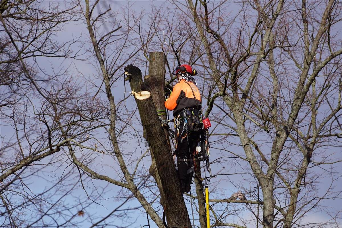 UPOZORNĚNÍ NA OMEZENÍ DOPRAVY: V sobotu 18.10. od 7.00 do cca 12.00 hod. bude uzavřen průjezd ze silnice III. třídy na most na Babku a omezen provoz na hlavní silnici v tomto místě. Důvodem je havarijní kácení vzrostlého stromu a odstraňování následků těžby. Při cestě na Babku použijte v tuto dobu objízdnou trasu po místních komunikacích.
