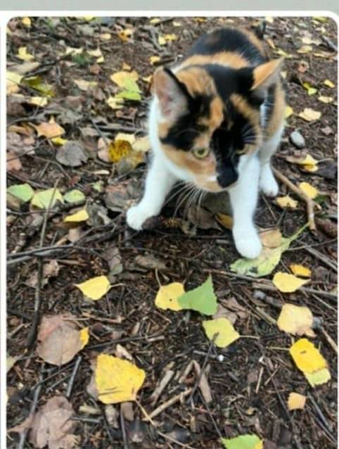 Kolem hotelu Kam se pohybuje hladové koťě. Nechybí někomu?