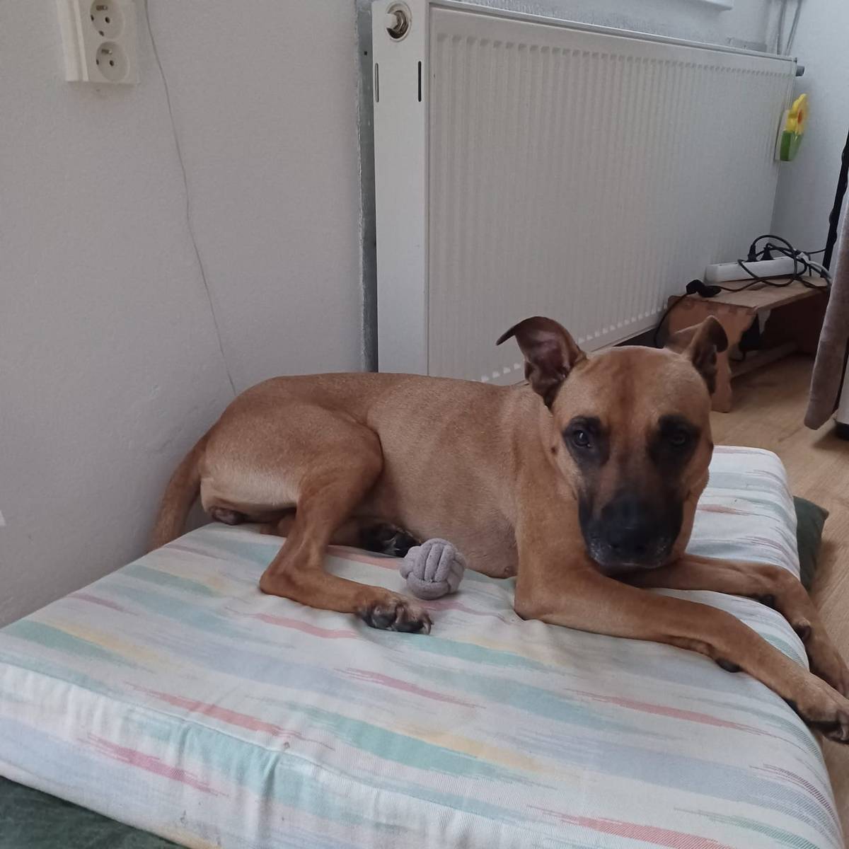 Hledám spolehlivé hlídání, popř. i přenechám fenku Marvel, stáří 5-6let. informace na telefonu: 777 150 717.