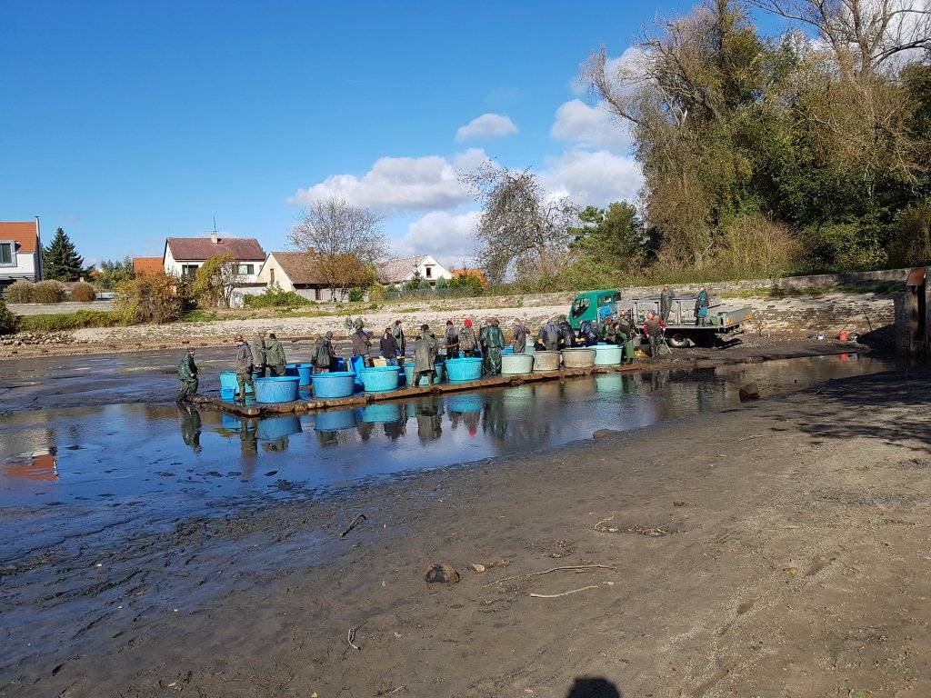 V sobotu proběhne výlov Vinořského rybníka a Malé Obůrky  Místní rybářský svaz zve k výlovu i obyvatele Vinoře. Je možný nákup čerstvých ryb (amur, kapr, sumec, štika, tolstolobik, lín). Sraz je u klubovny v 7:00 pro rybáře, pro veřejnost v 8:00. Občerstvení a dobrá nálada zajištěny.  Halloween aneb Dlabání ve Vinoři 2025 Sobota 18. 10. od 15:00 hodin – 15. Halloween aneb Dlabání ve Vinoři – stavebniny V. Dlabač – lesík, pořádá TJ Sokol a V. Dlabač.    Mezinárodní den archeologie  V sobotu se zámecký areál Ctěnice promění v rušné středověké tržiště. Mezinárodní den archeologie nabídne od 10:00 do 17:00 den plný her, řemesel, hudby a dobových zážitků pro celou rodinu. Více informací zde.