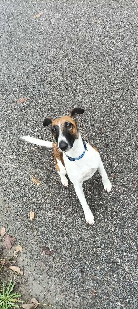 Stratila sa fenka Bela na Predpolome. Prosime ak by ste ju videli volajte 0907148396 alebo 0905862308.