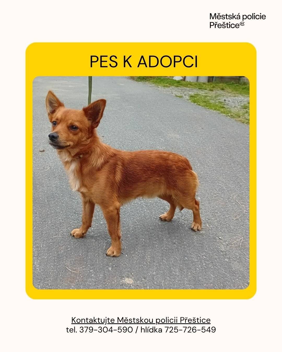 Vážení občané,    město Přeštice nabízí k adopci psa menší rasy, stáří přibližně 2 roky.    Případný zájemce může kontaktovat Městskou policii Přeštice.    Děkuje za pomoc při sdílení informace.