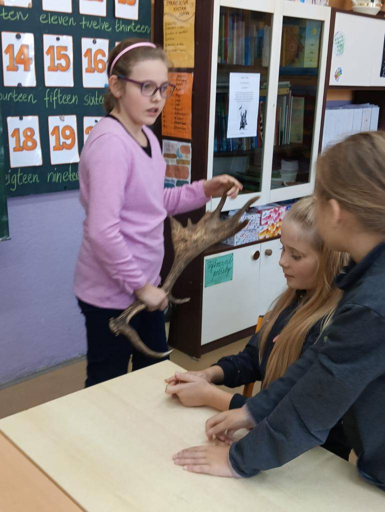 Alžbětka Hovorková a Eliška Melišíková z 5. třídy povídali dětem z prvního stupně o zvěři a paroží. Po velkém úspěchu na prvním stupni šla děvčata s přednáškou i na druhý stupeň. Děkujeme jim a oceňujeme odvahu vystoupit před ostatními žáky.