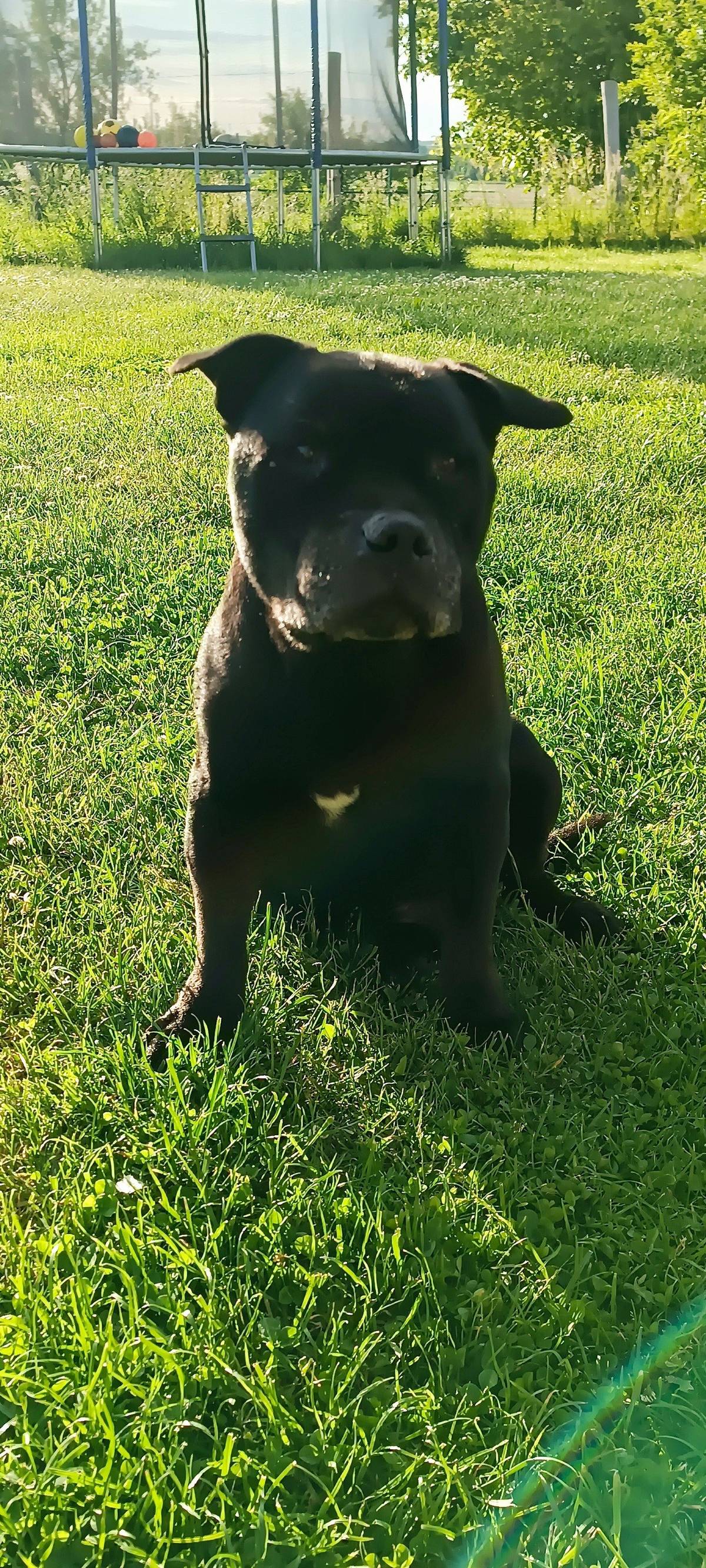 Dnes tj. 16. 10. 2025 se  v Radslavicích kolem oběda zatoulal pejsek Indigo. Je to stafordšírský bulteriér, má 14 let a neslyší. Pokud byste ho zahlédli nebo narazili na příspěvek o něm, prosím, dejte vědět paní Veronice Zichové na číslo 📞 725 942 529. Děkujeme za sdílení.