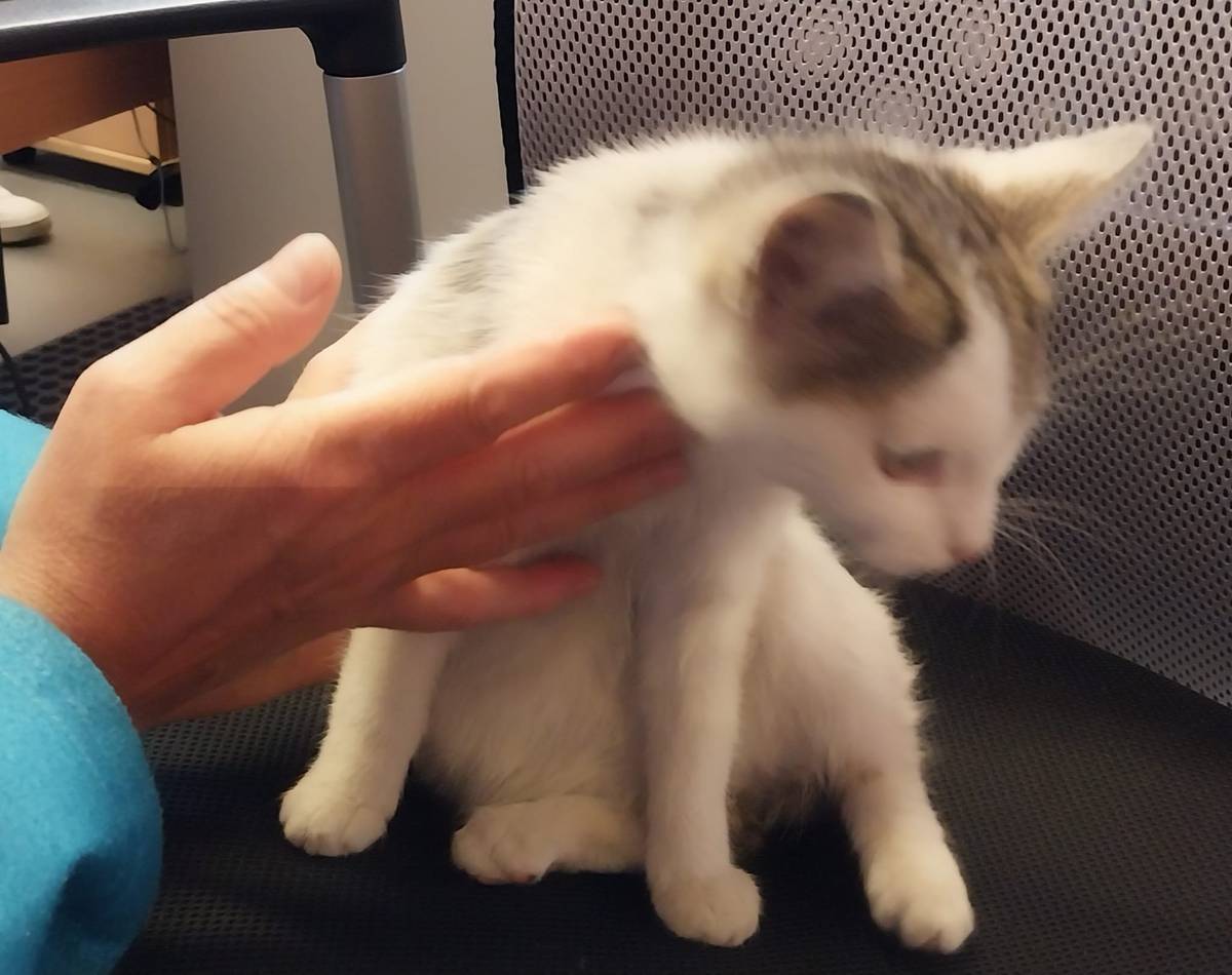 Chybí někomu? Volat můžete na číslo starosty: 724 176 522