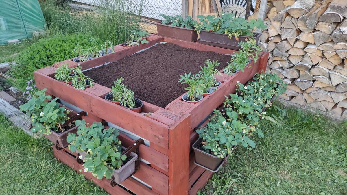 CHODOV (16. 10. 2025) – Chodov stále nabízí k prodeji pozemky určené pro zřízení zahrádky ve Vančurově ulici. Záměr, který má oživit tuto lokalitu a nabídnout obyvatelům možnost vlastního pěstování či odpočinku, pokračuje i v letošním roce. K dispozici je aktuálně více než čtyřicet parcel, každá s průměrnou výměrou kolem 270 m². Pozemky jsou vhodné pro ty, kteří chtějí trávit volný čas na čerstvém vzduchu, pěstovat ovoce, zeleninu či květiny, nebo si vybudovat malé rekreační zázemí. Zájemci o koupi některého z pozemků a podrobné informace se mohou obracet na paní Alici Vilingerovou, vedoucí majetkoprávního oddělení Městského úřadu Chodov, telefon: 352 352 236.