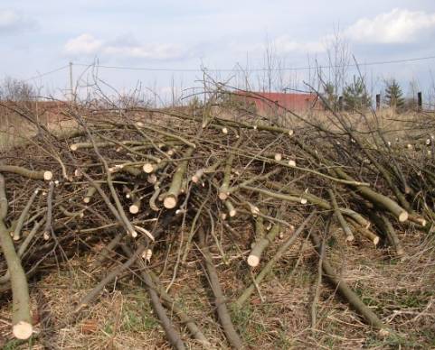 K mulčování jsou z rentabilních důvodů vhodné pozemky nad 1000 m2, s nízkou zastavitelností (ovocné stromy, záhony, skleníky, apod.) a s udržovanou plochou bez pařezů. Služba bude občanům poskytována za úplatu ve výši 500,- Kč/hod.  Štěpkování větví ze zahrad v zimním období- listopad-dube