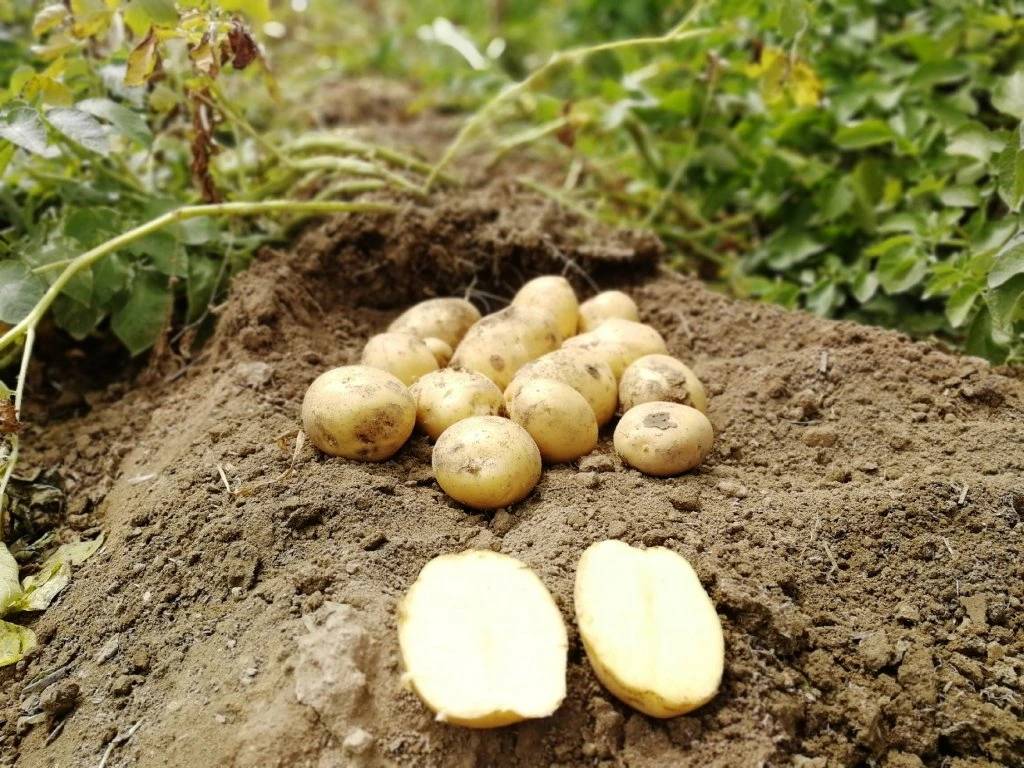 Pěstitel brambor z Vysočiny, pan Chuchel, nabízí sadbové a konzumní brambory s dodáním na podzim 2025 a jaře 2026. Podrobnosti najdete v příloze.