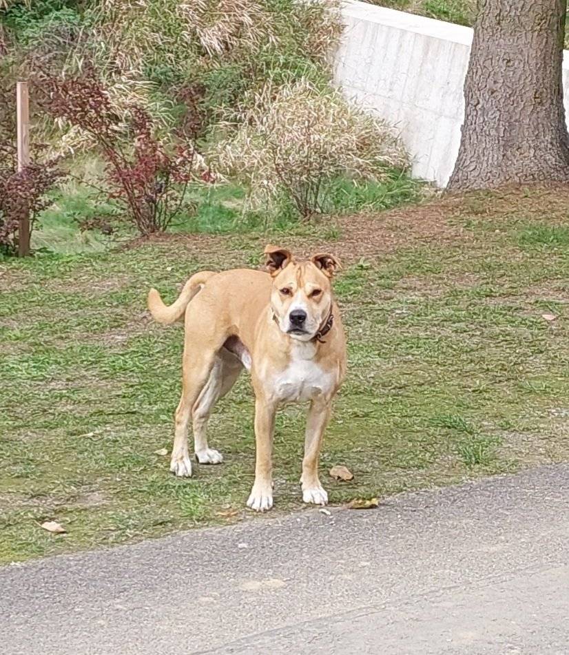 Upozornění pro občany Žádáme majitele psa zobrazeného na přiložené fotografii, aby si svého psa neprodleně odchytil. Pes se pohybuje na horním konci obce kolem přehrážky. Ostatní občany prosíme, aby v případě, že majitele psa znají, informovali jej o útěku zvířete. Děkujeme za spolupráci. Lukáš Čepa starosta obce