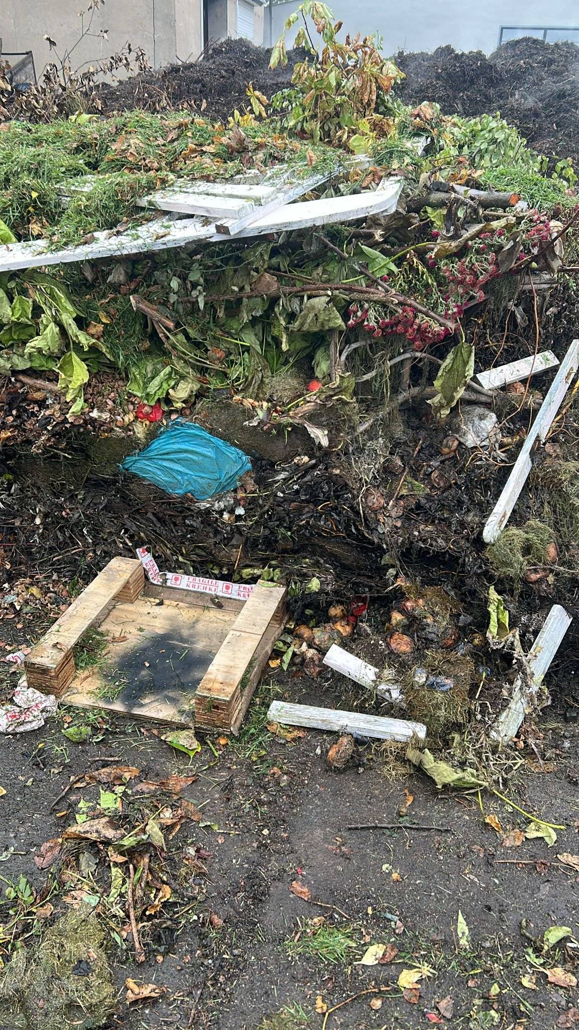 V zeleném kontejneru na bioodpad v ulici Pod Skalou byly dnes nalezeny odpady, které bioodpadem nejsou. Natřené laťky a dřevěné konstrukce do bioodpadu nepatří, plastové pytle také ne. Všechny nebioodpady musíme na kompostárně vybírat, jednak nikdo nechce kompost s příměsí plastu, druhak hrozí rozbítí strojů při mletí materiálu na menší kousky. Děkujeme!