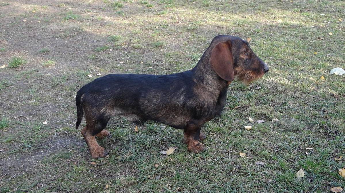 Dobrý den,  V neděli se v Nesměřském údolí ztratil drsnosrstý jezevčík z Oslavičky - pes, slyší na jméno Argo, je klidné povahy.  Fotka v příloze. Pokud byste ho někde viděli, kontaktujte prosím majitele Jaroslava Vaňka, tel: + 420 603 260 101, email v kopii.  Děkujeme. Obec Dolní Heřmanice