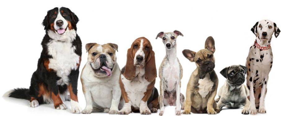 Žádáme majitele psů, aby v zastavěných místech v obci a v zámeckém parku   měli své psy na vodítku, aby předešli případnému napadení ostatních psů nebo občanů.