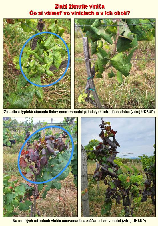 Upozornenie pre vinohradníkov a záhradkárov na ochranu pred zlatým žltnutím viniča.