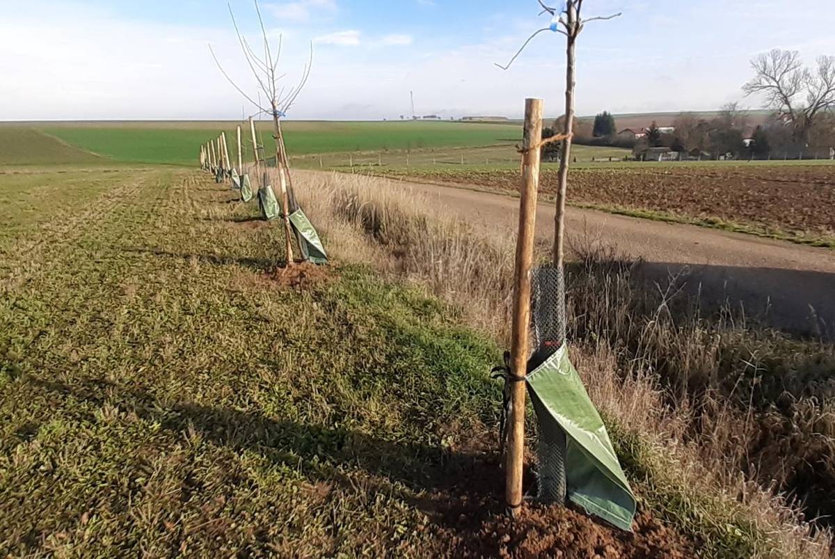 V Černíkovicích a okolí bylo v nedávné době vysázeno celkem 83 ovocných stromů. Konkrétně se jednalo o jabloně, hrušky, třešně a švestky.