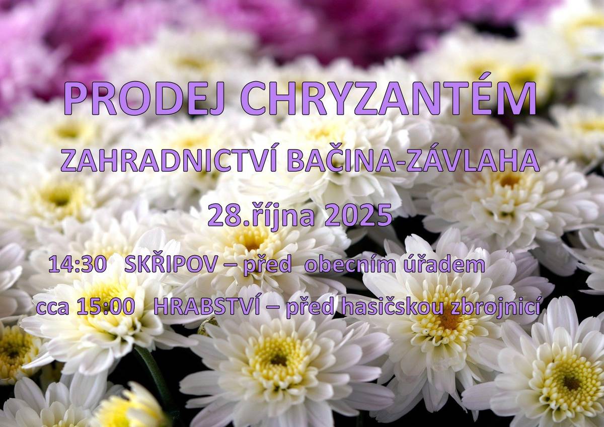 V úterý 28.10.2025 bude ve Skřipově před obecním úřadem  od 14:30 a v Hrabství cca od 15:00 před hasičskou zbrojnicí probíhat prodej chryzantém ze Zahradnictví Bačina- Závlaha.